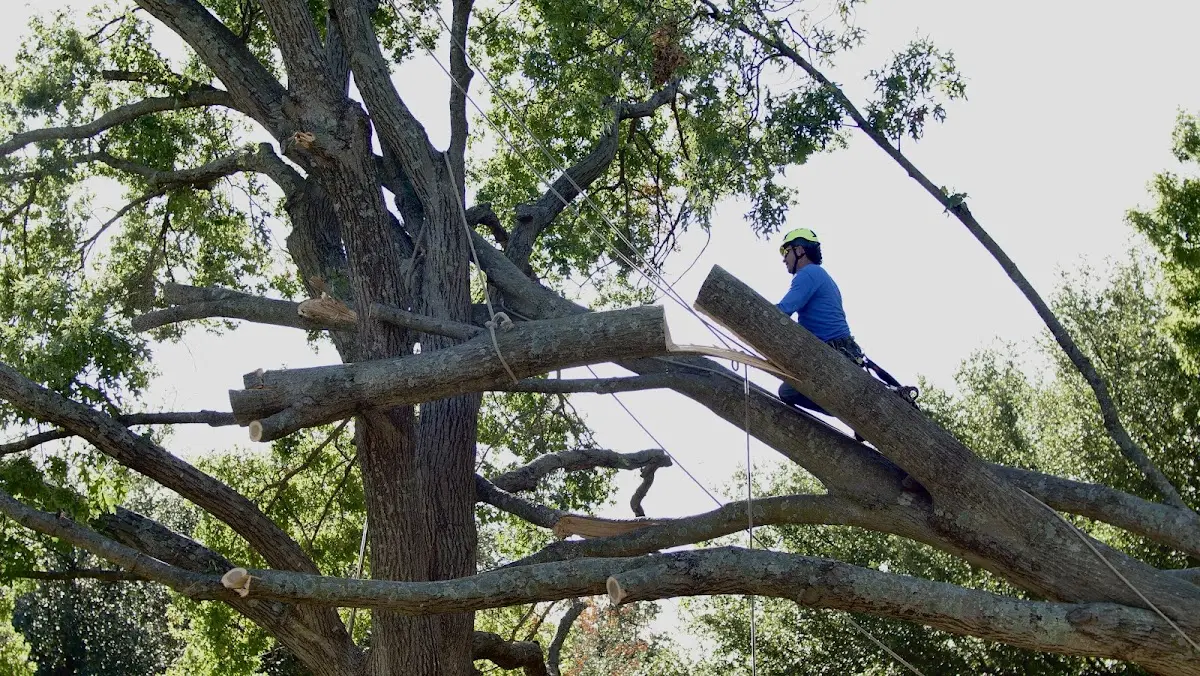 Professional Hazardous Tree Removal performed by certified arborists in Greenland