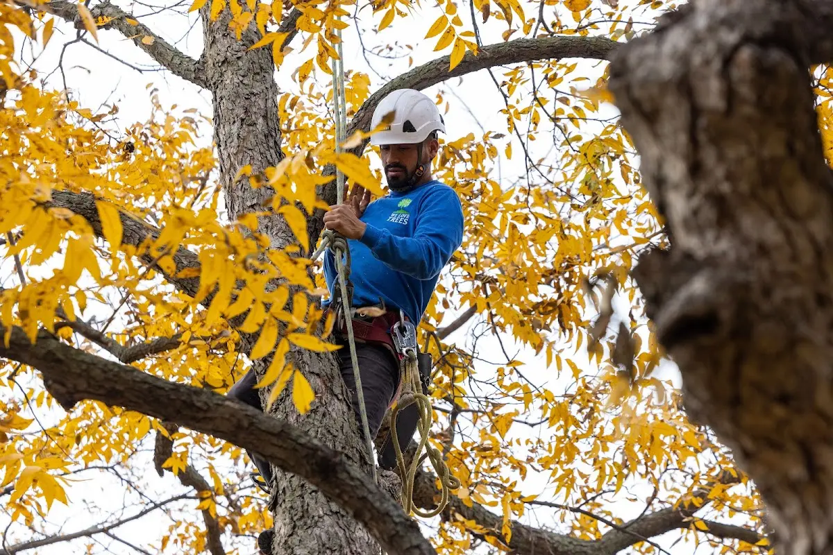 Skilled Tree Trimming crew working in Greenland